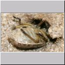 Astata boops - Wanzengrabwespe 19e beim Nesteintrag.jpg